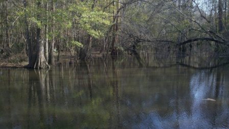 A Walk Along The Banks of the Ogeechee River