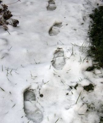 Footprints in the snow