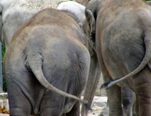 Elephant Butts