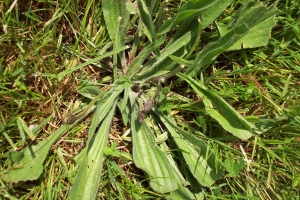 Plantain - weed